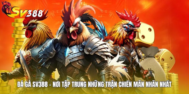 đá gà sv388