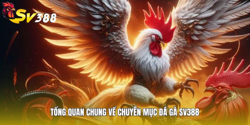 Tổng quan chung về chuyên mục đá gà SV388